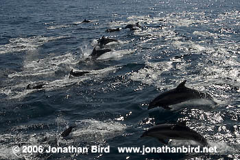 Bottlenosed Dolphin [Tursiops truncatus]