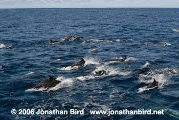 Bottlenosed Dolphin [Tursiops truncatus]