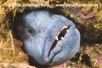 Atlantic Wolf Fish [Anarhichas lupus]