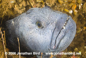 Atlantic Wolf Fish [Anarhichas lupus]