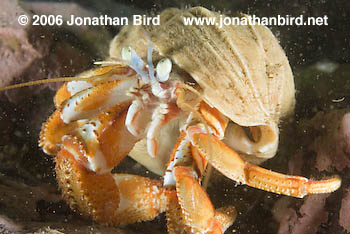 Acadian Hermit Crab [Pagurus acadianus]