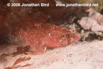 Rock Eel [Pholis gunnellus]