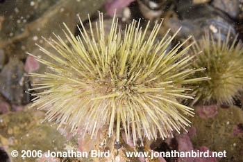 Green Sea urchin [Strongylocentrotus droebachiensis]