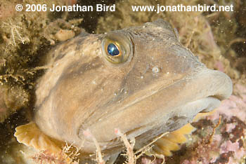 Ocean Pout Fish [Macrozoarces americanus]