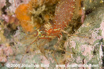 Unknown Shrimp [Pandalus montagui]