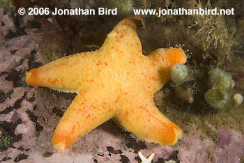 Winged Sea star [Pteraster militaris]