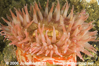 Tealia Anemone [Tealia crassicornis]