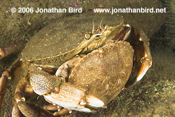 Rock Crab [Cancer irroratus]