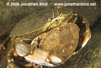 Rock Crab [Cancer irroratus]