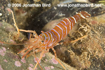 Unknown Shrimp [Pandalus montagui]