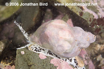 Waved Whelk [Buccinum undatum]