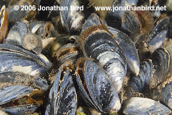 Blue Mussel [Mytilus edulis]