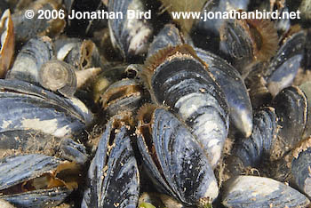 Blue Mussel [Mytilus edulis]