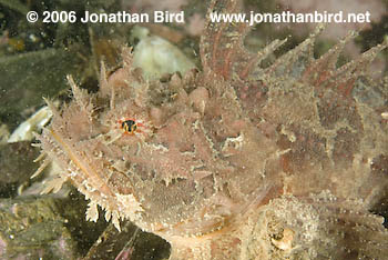 Sea Raven Fish [Hemitripterus americanus]