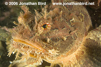 Sea Raven Fish [Hemitripterus americanus]