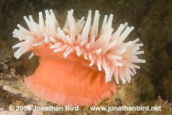 Tealia Anemone [Tealia crassicornis]