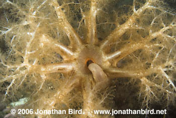 Orange-footed Sea cucumber [Cucumaria frondosa]