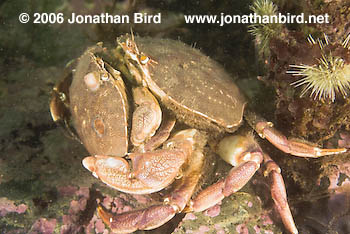 Rock Crab [Cancer irroratus]