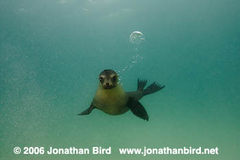 Galapagos Sea lion [zalophus californianus wollebaeki]