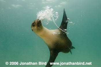 Galapagos Sea lion [zalophus californianus wollebaeki]