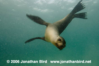 Galapagos Sea lion [zalophus californianus wollebaeki]