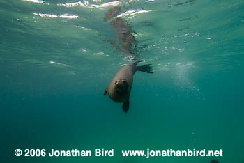 Galapagos Sea lion [zalophus californianus wollebaeki]