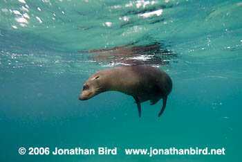 Galapagos Sea lion [zalophus californianus wollebaeki]