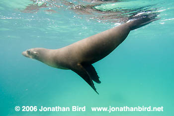 Galapagos Sea lion [zalophus californianus wollebaeki]