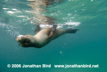 Galapagos Sea lion [zalophus californianus wollebaeki]