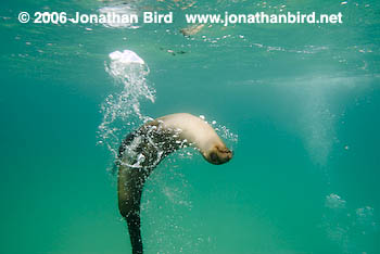 Galapagos Sea lion [zalophus californianus wollebaeki]