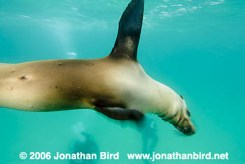 Galapagos Sea lion [zalophus californianus wollebaeki]