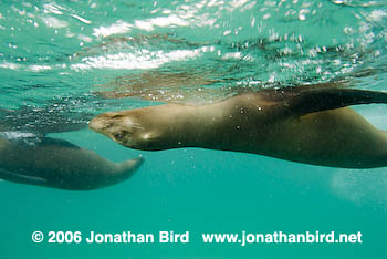 Galapagos Sea lion [zalophus californianus wollebaeki]