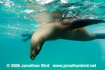 Galapagos Sea lion [zalophus californianus wollebaeki]