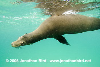 Galapagos Sea lion [zalophus californianus wollebaeki]