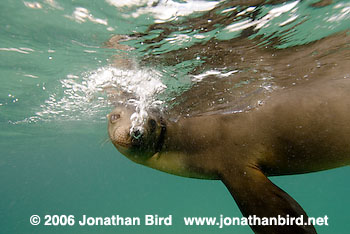 Galapagos Sea lion [zalophus californianus wollebaeki]