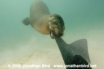 Galapagos Sea lion [zalophus californianus wollebaeki]