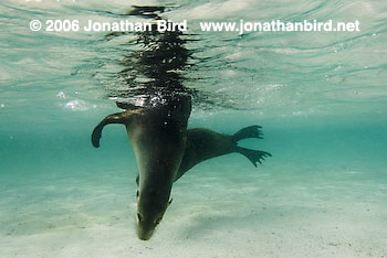 Galapagos Sea lion [zalophus californianus wollebaeki]