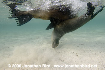 Galapagos Sea lion [zalophus californianus wollebaeki]