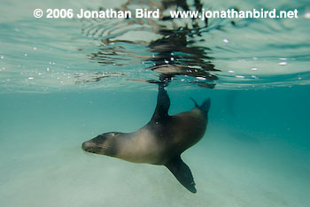 Galapagos Sea lion [zalophus californianus wollebaeki]