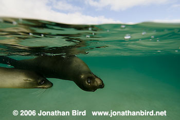 Galapagos Sea lion [zalophus californianus wollebaeki]