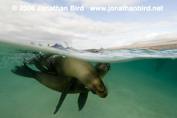 Galapagos Sea lion [zalophus californianus wollebaeki]