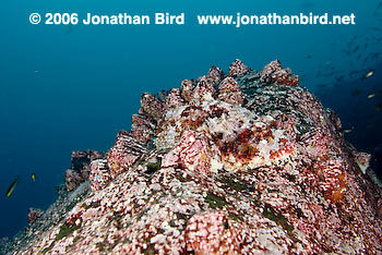 Pacific Spotted Scorpionfish [Scorpaena mystes]