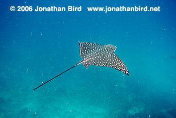 Spotted Eagle Ray [Aetobatus narinari]