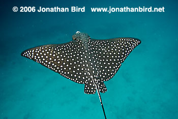 Spotted Eagle Ray [Aetobatus narinari]