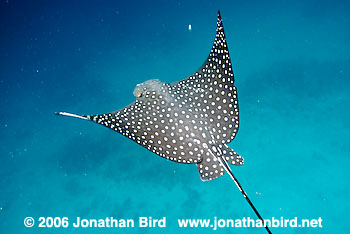 Spotted Eagle Ray [Aetobatus narinari]