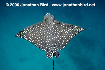 Spotted Eagle Ray [Aetobatus narinari]