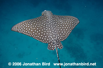 Spotted Eagle Ray [Aetobatus narinari]