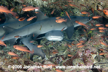 White Tip Reef  Shark [Triaenodon obesus]