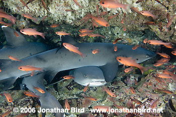 White Tip Reef  Shark [Triaenodon obesus]