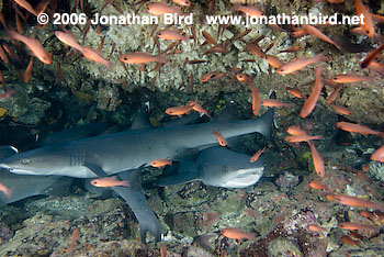 White Tip Reef  Shark [Triaenodon obesus]